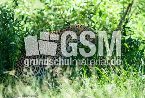 leopard (44 von 60).jpg